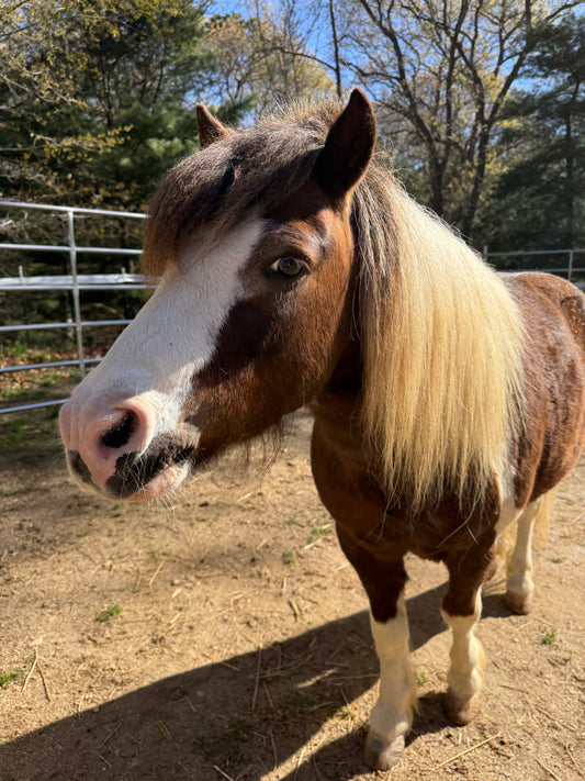 Tator